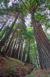 Big Sur Redwoods