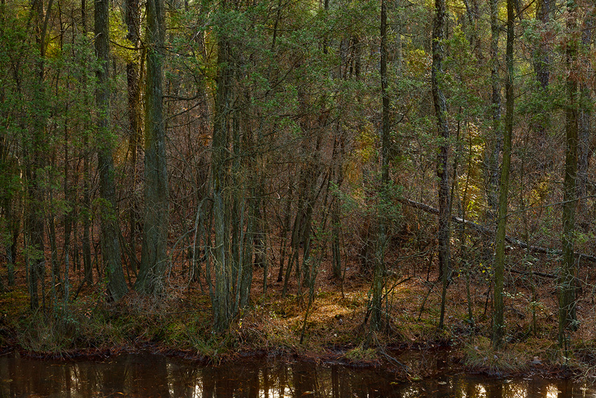 New Jersey Pinelands Photography