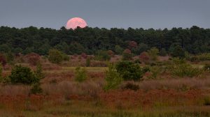 Moon Rise NJ Pine Barrens