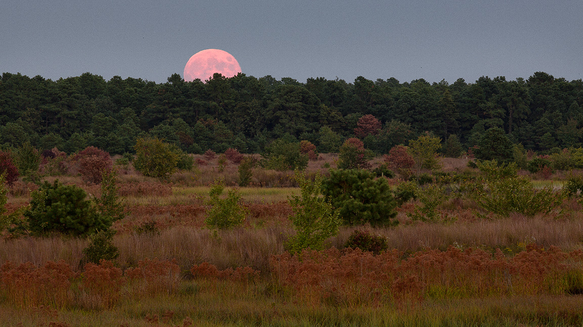 Moon Rise in the Pine Barrens