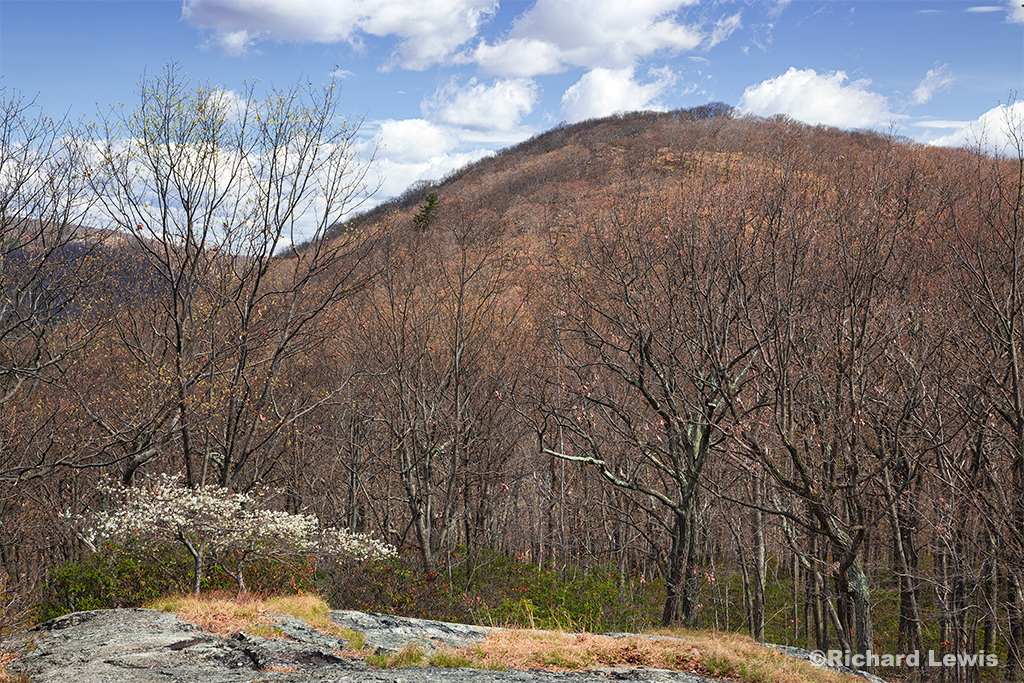 A Dogwood in the Shadow of Bald Mountain in Harriman State Park