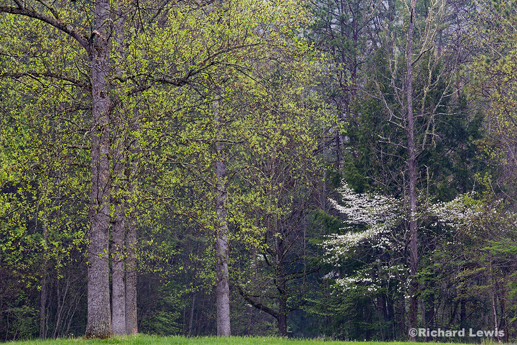 Spring Trees Smoky Mountains