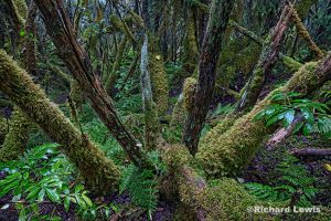 Alaskan Rain Forest by Richard Lewis