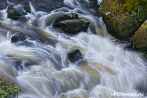 Creek in Tongas National Forest Alaska by Richard Lewis