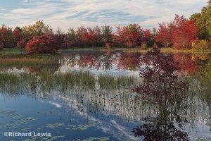 Fall in the Swamp by Richard Lewis 2014