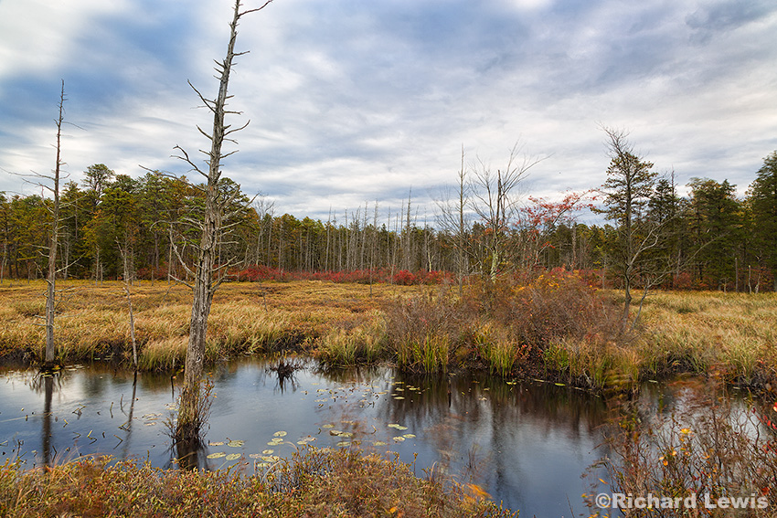 Windy Fall Day in the Pinelands by Richard Lewis