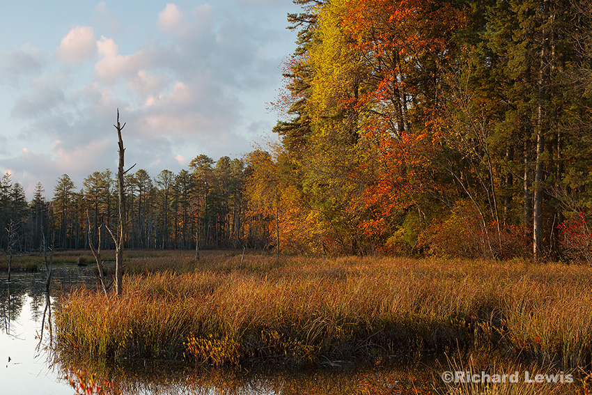 Fall Morning by Richard Lewis NJ Pinelands