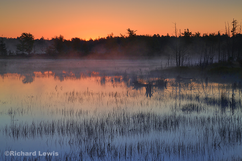 Sunrise in Brendan Byrne State Forest by Richard Lewis 2014