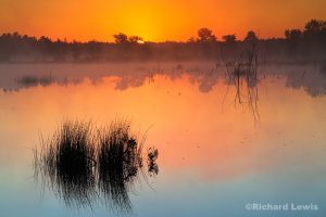 Swamp Sunrise in the Pine Barrens by Richard Lewis