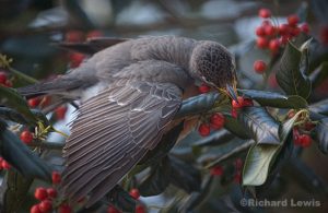 A Bird Amongst The Berries by Richard Lewis