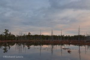 Along the Mullica River by Richard Lewis
