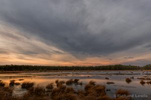 Dusk in the Swamp by Richard Lewis