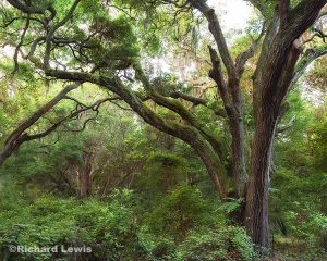 Intimate Florida Forest by Richard Lewis