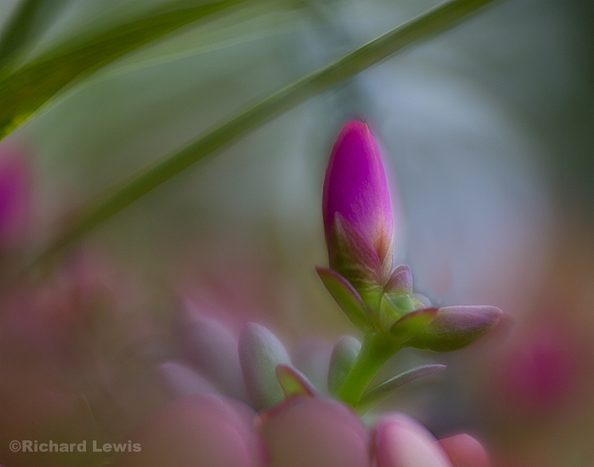 Floral Abstract 1 by Richard Lewis