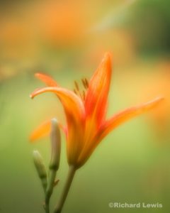 Tiger Lilly 3 by Richard Lewis
