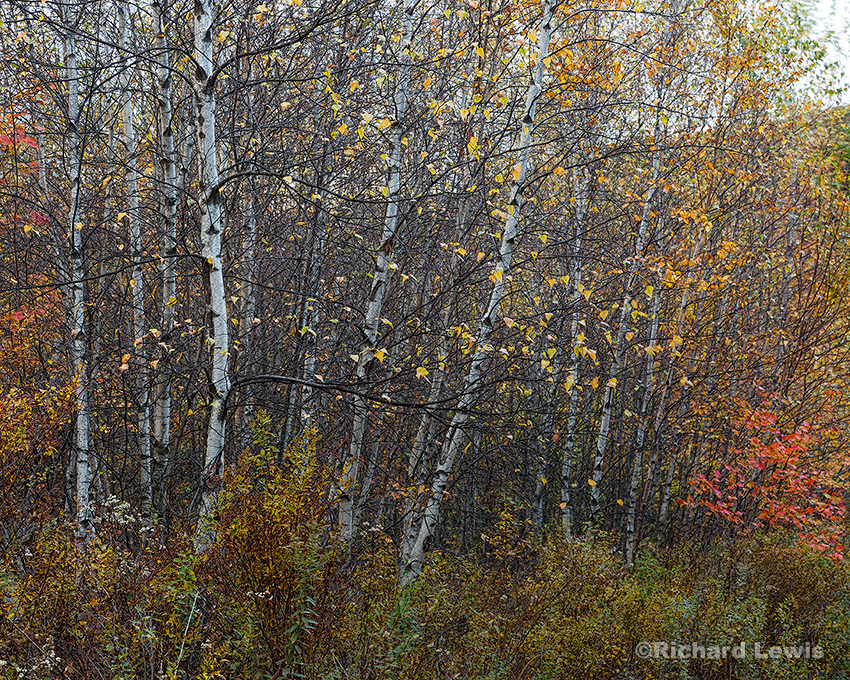 Fall Birches by Richard Lewis