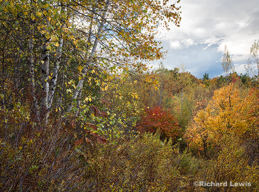 Birch Grove in the Fall by Richard Lewis