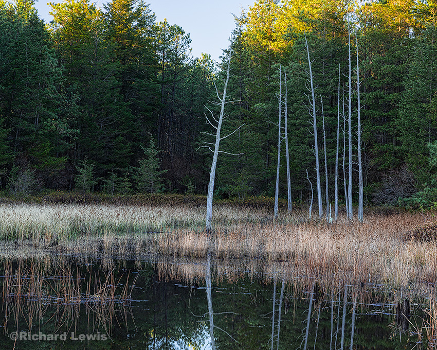 Cedar Trees on Chatsworth Lake by Richard Lewis
