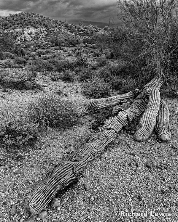 Fallen Cactus by Richard Lewis McDowell Mountain Park