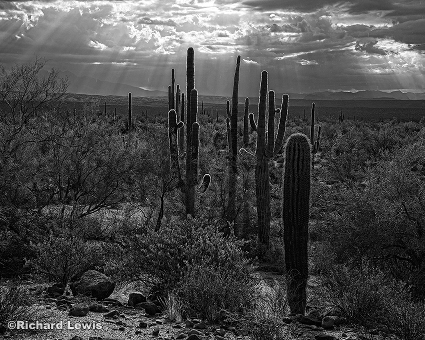 Glowing Cacti by Richard Lewis McDowell Mountain Park
