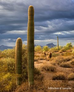 Morning Cacti by Richard Lewis McDowell Mountain Park