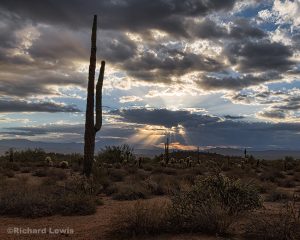 Morning Light in the Arizona Desert by Richard Lewis McDowell Mountain Park