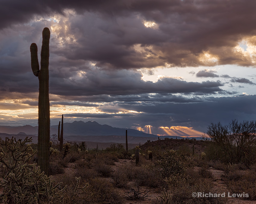 Morning Light in the Arizona Desert by Richard Lewis McDowell Mountain Park