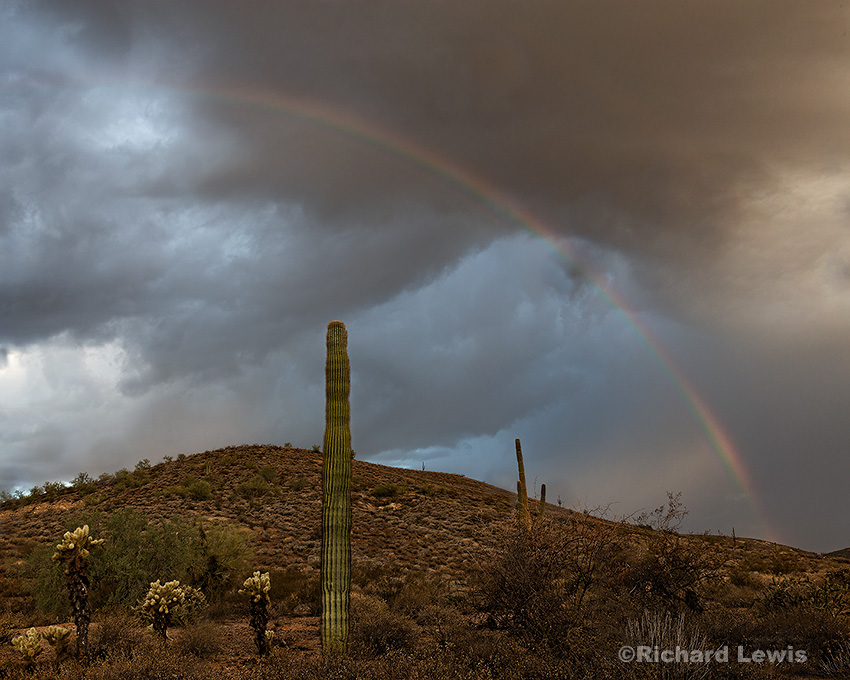 Desert Rainbow by Richard Lewis McDowell Mountain Park Arizona