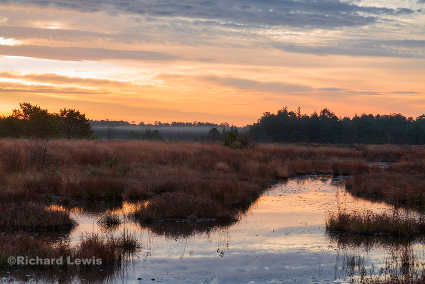 Swampy Morning by Richard Lewis 2015