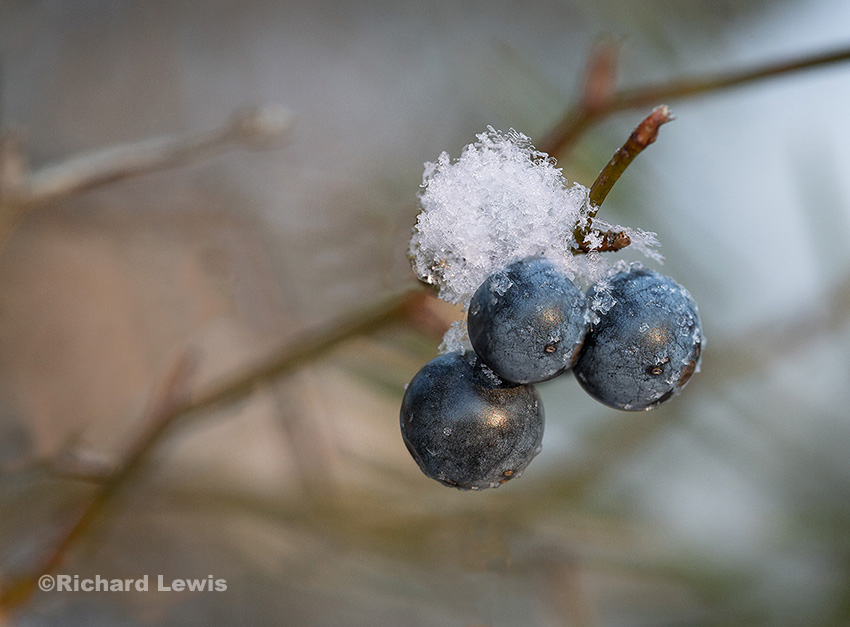 Winter Berries by Richard Lewis