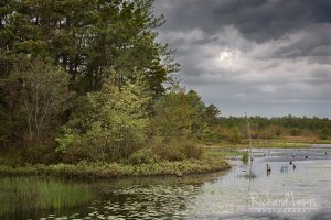 Edge of the Pine Barrens Bogs by Richard Lewis