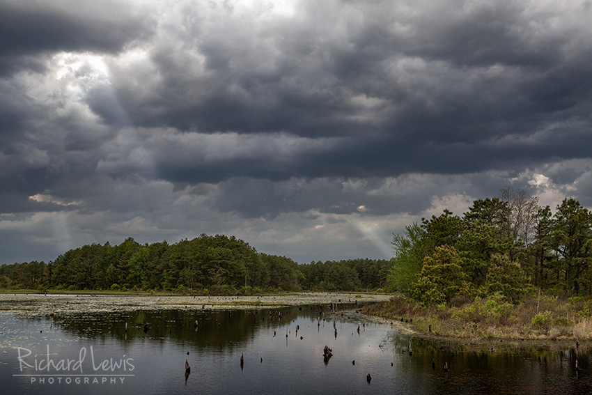 Storm Light in the Pinelands by Richard Lewis
