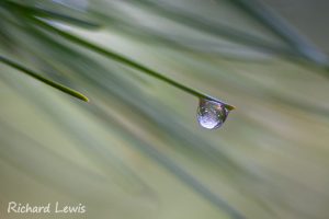 Frozen Dew Drop