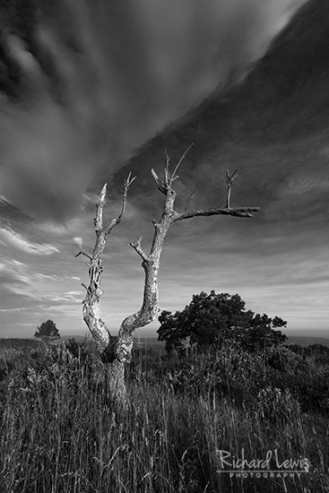 Big Meadows Morning Shenandoah National Park by Richard Lewis