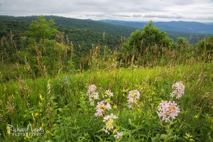 Wild Flowers on a Summit in Shenandoah National Park by Richard Lewi