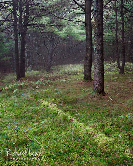 Forest Carpet in the Delaware Water Gap by Richard Lewis