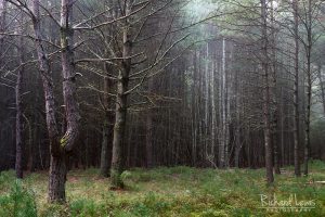 Misty Forest in the Delware Water Gap by Richard Lewis