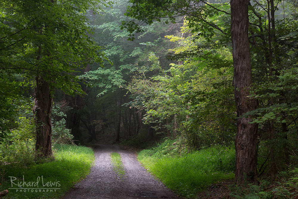 Quiet Forest Road in the Delaware Water Gap by Richard Lewis