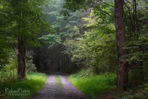 Quiet Forest Road Delaware Water Gap by Richard Lewis