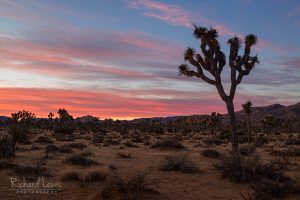 Dawn On The Boy Scout Trail In Joshua Tree National Park