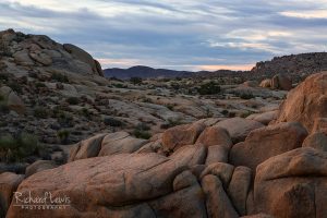 Morning on the Rocks In Joshua Tree National Park by Richard Lewis