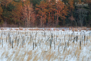 Cold Winter Light in the Pine Barrens