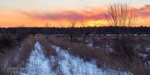 Winter Sunset in the Pine Barrens