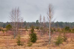 Birches In A Pine Barrens Bog by Richard Lewis