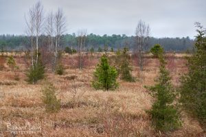 Trees In An Old Bog in the Pine Barrens by Richard Lewis