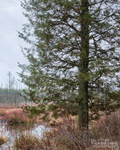 Cedar On The Wading River in the Pine Barrens by Richard Lewis