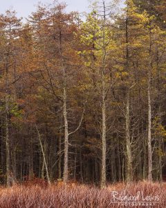 Cedar Stand in the NJ Pine Barrens by Richard Lewis