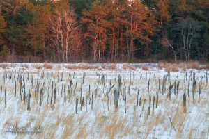 Cold Winter Light In the Franklin Parker Preserve in the Pine Barrens by Richard Lewis
