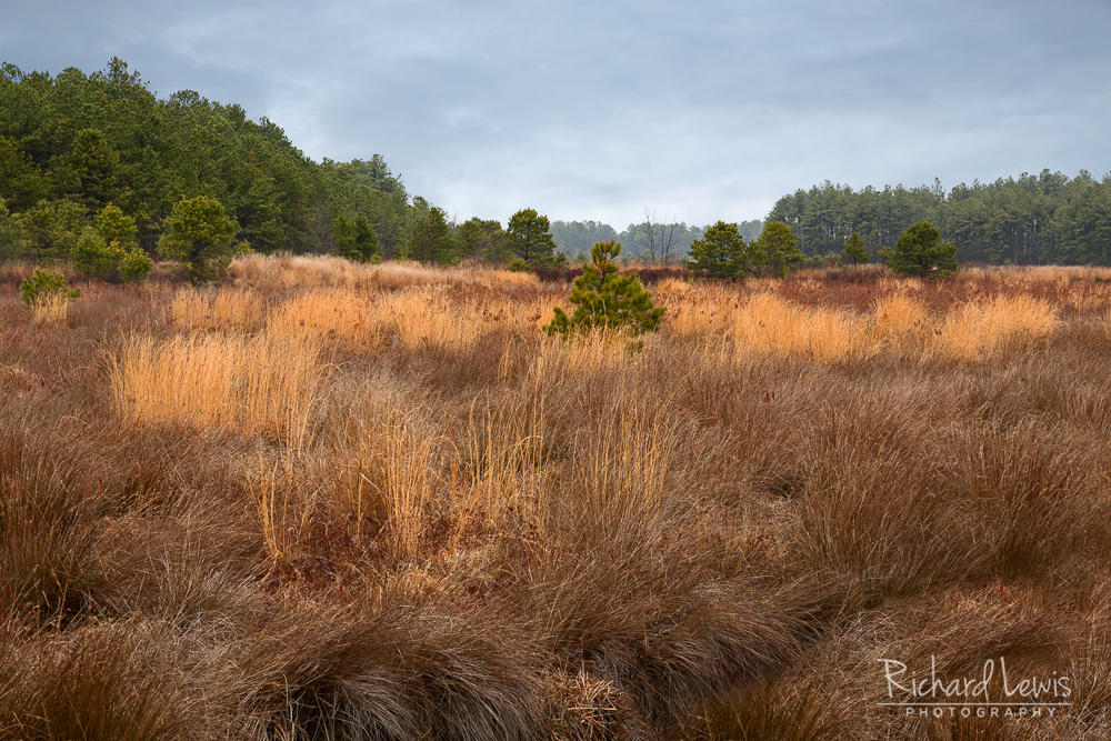 Winter Meadow in The Franklin Parker Preserve in The Pine Barrens by Richard Lewis