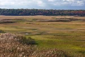 Great Bay Marsh Grass Tuckahoe New Jersey
